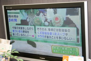 テレビ出演